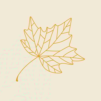 Autumn leaves of yellow maple leaf outline illustration fall season isolated vector