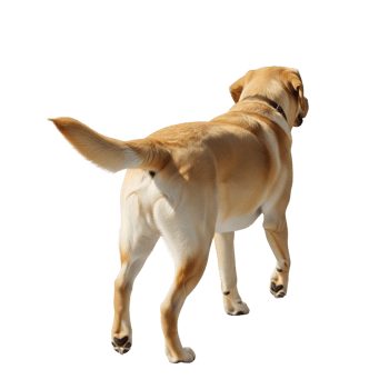 A golden labrador retriever walking away isolated on transparent background shows its muscular build and wagging tail png