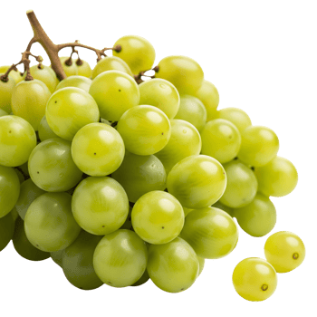 A luscious bunch of green grapes, isolated on transparent background, glistens with freshness, promising a burst of sweet and juicy flavor png