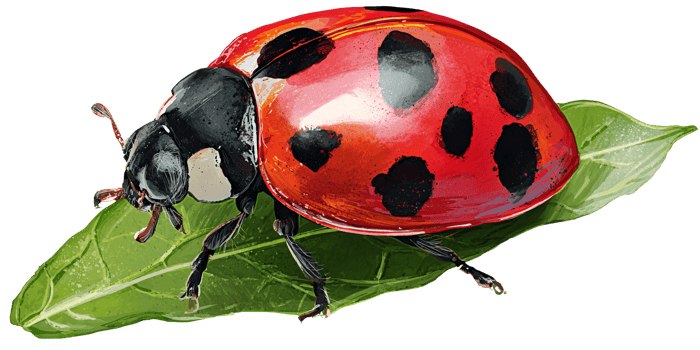 Detailed illustration of a red ladybug with black spots resting on a vibrant green leaf Concept of nature, spring, and beneficial insects png