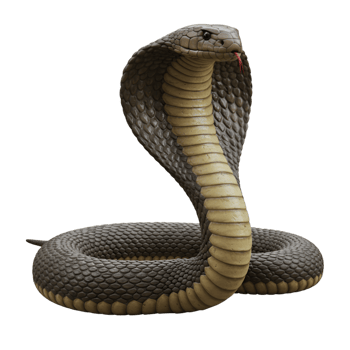 Cobra Snake Dangerous Reptile Venomous Hooded cobra, snake png
