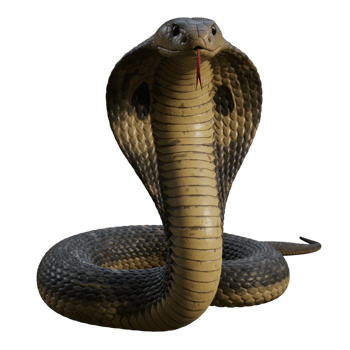 Cobra Snake Dangerous Reptile Venomous Golden Hood png