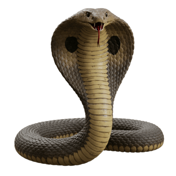 Cobra Snake Dangerous Reptile Wildlife Animal png