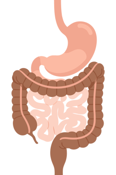 Detailed Illustration of the Human Digestive System Highlighting the Stomach and Intestines for Educational Purposes in Health and Biology png