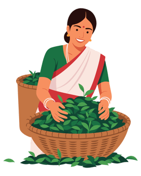 Smiling Woman Picking Fresh Green Tea Leaves in Traditional Attire Surrounded by Baskets Full of Leaves Reflecting Rural Agriculture Lifestyle png