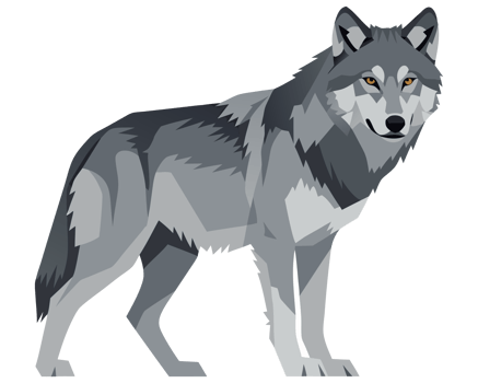 Majestic Grey Wolf Standing Proudly in a Wild Forest Setting, Exuding Power and Grace in the Heart of Nature, Capturing the Essence of a True Predator png