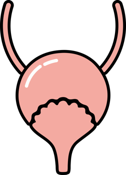 Human Bladder Icon Illustration png