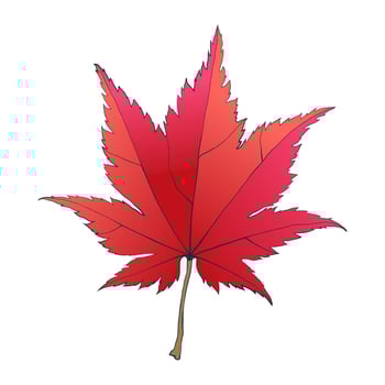 Hand-drawn autumn colored red fall maple leaf isolated on white background. Flat style illustration. vector