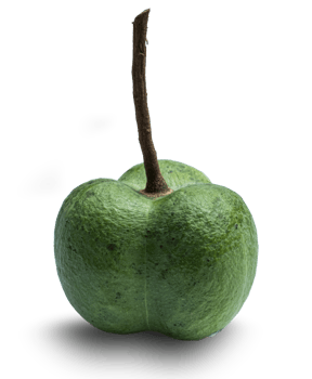Fruit of the para rubber isolated png