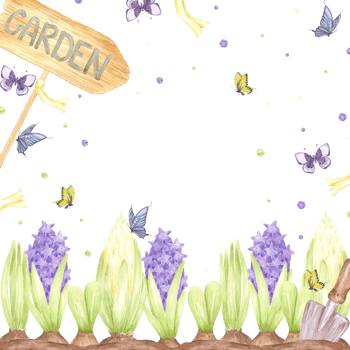 Hand drawn watercolor blooming hyacinth bulbs and butterflies, garden frame border, flowers isolated on no background. Can be used for postcard, label, scrapbook and other printed products png
