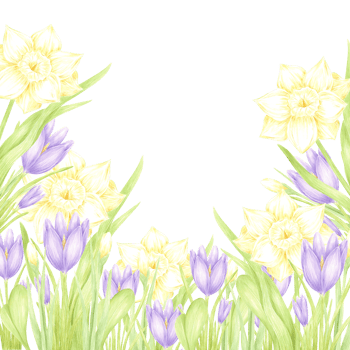 Hand drawn watercolor daffodil and crocus with green leaves frame border isolated on nobackground. Can be used for postcard, invitation, scrapbook and other printed products png