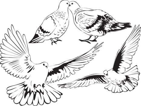 Silhouette of dove bird. Love bird animal cute. vector