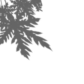 Realistic Plant Shadow png