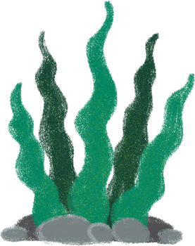 Seaweed Cute sea animals in crayon style transparent for stickers, icons, logos, etc. png