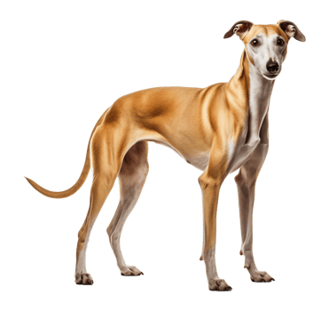 Greyhound Standing Isolated on Transparent Background png