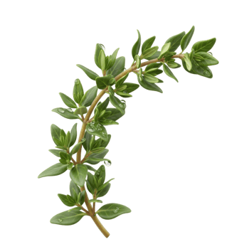 Fresh Green Branch of Aromatic Rosemary Herb png
