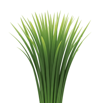 Lush Green Bush of Fresh Garden Grass Blades png