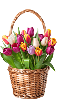 Colorful tulips in a wicker basket with a black background png
