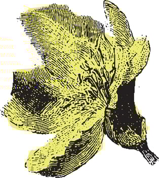 Yellow wildflower bloom with detailed botanical engraving. Classic illustration with vintage handdrawn style. vector
