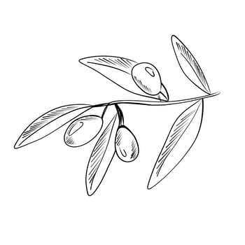 Branch with olives illustrating natural beauty in botanical drawing vector