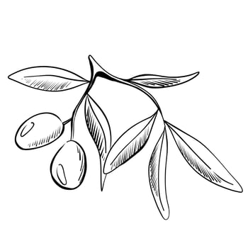 Olive branch with leaves and ripe olives drawn in a detailed outline illustration on a white background vector