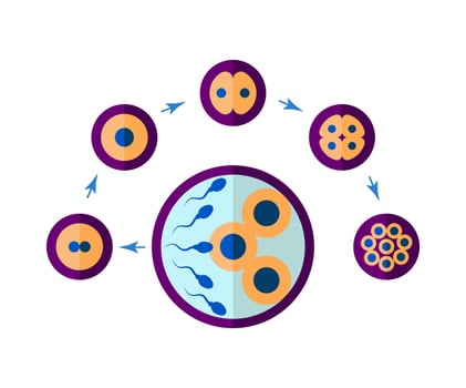 Scheme of Artificial Insemination. In Vitro Fertilization Chart. Cell Division stages. Flat style vector