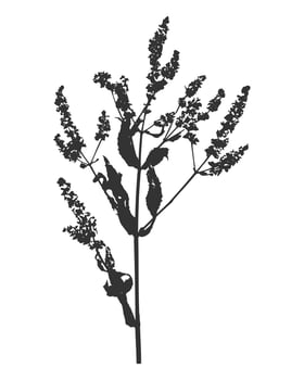 Mint twig with flowers and leaves silhouette, herbal botanical print of branch, ink black on white background. vector