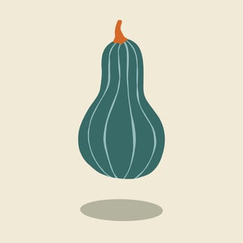 Minimalist autumn pumpkin winter squash illustration fall theme vector