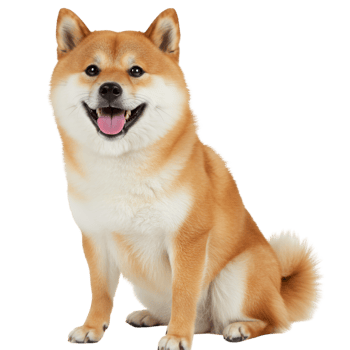 Golden retriever dog sitting with happy friendly facial expression png