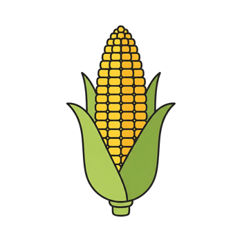 Corn on Cob Illustration png
