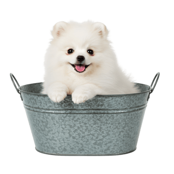 Small white fluffy dog sitting in wooden basket container png
