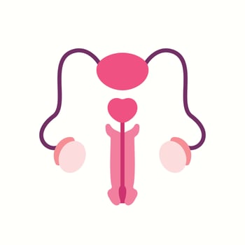 Male reproductive system medical illustration vector