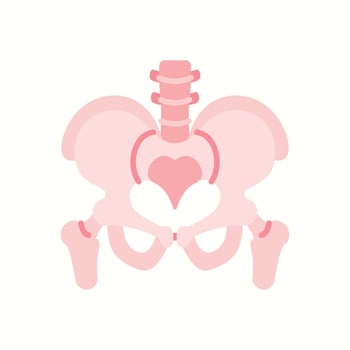Bony pelvis anatomy. Human organ illustration vector