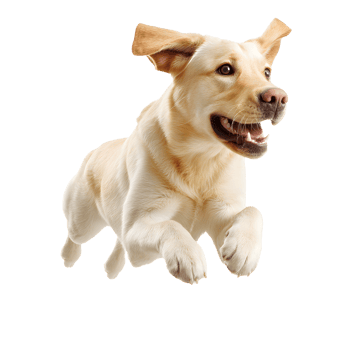 Joyful yellow labrador retriever dog running fast with ears flapping isolated on transparent background png