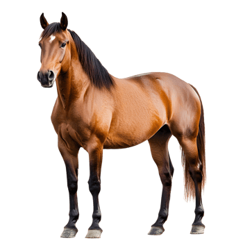 A majestic brown horse standing proudly isolated on transparent background png