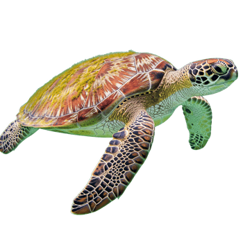 Sea turtle swimming isolated on transparent background with detailed shell pattern png