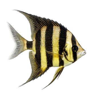 A striking sergeant major fish with bold black and yellow stripes isolated on transparent background png