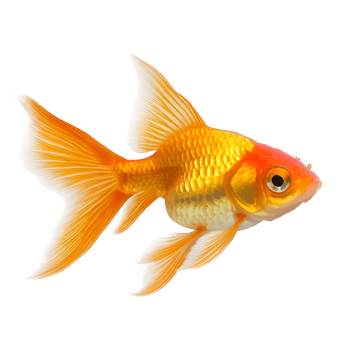 A beautiful orange goldfish with flowing fins swimming gracefully isolated on transparent background png