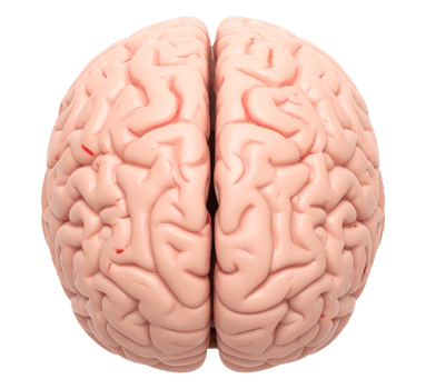 Scientific representation of human brain png