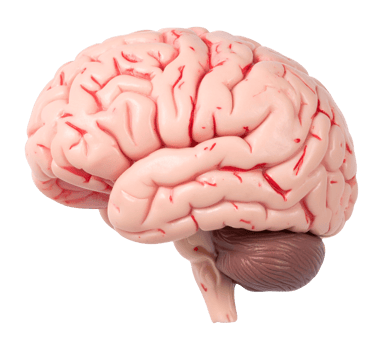 Educational model of brain anatomy png