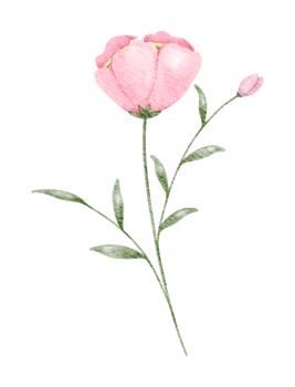 Elegant Watercolor Flower, Pink Floral Illustration for Wedding and Spring Design png