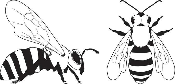 Illustration of Honey Bee in Line Art Style. Detailed Insect Illustration. vector