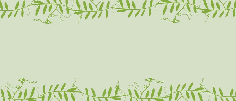 Botanical green banner with frame of climbing plants Mouse Pea, empty background for insertion. vector