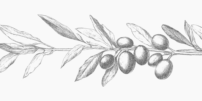 Line of olive leaves with a olives on it. Classic stipple pen art with layered halftone gradients, xerox photocopy noise and threshold effect. vector