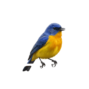 Small colorful bird perched on branch with yellow chest feathers png
