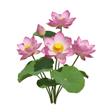 Pink flowering plant with small blooms and green leafy stems png