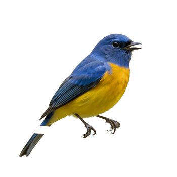 Small bird with yellow chest and colorful feather pattern png