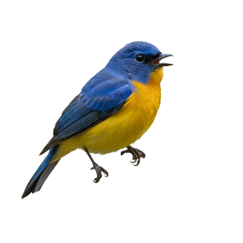 Small bird with yellow chest and colorful natural feathers png