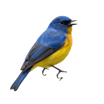 Small colorful bird with yellow chest and natural feathers png