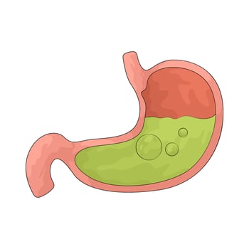 human stomach anatomy illustration vector